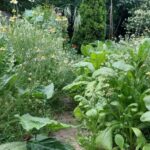 Grădinărit astrologic: culegerea plantelor medicinale
